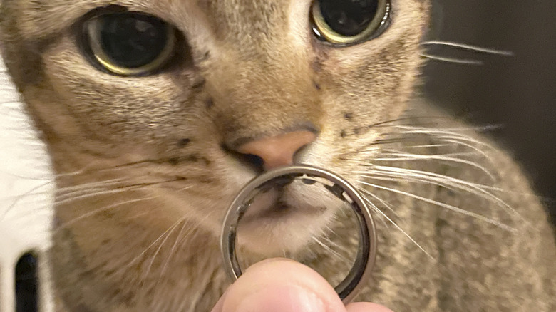 Grey cat sniffing an Amazfit Helio Ring.