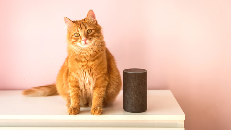 Cat with Amazon Echo