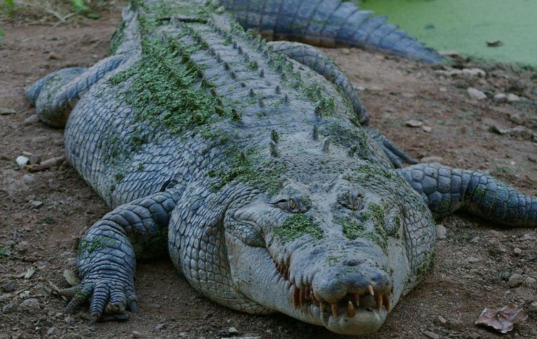 giant prehistoric crocodile