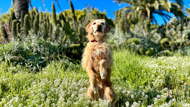 dog in field photo