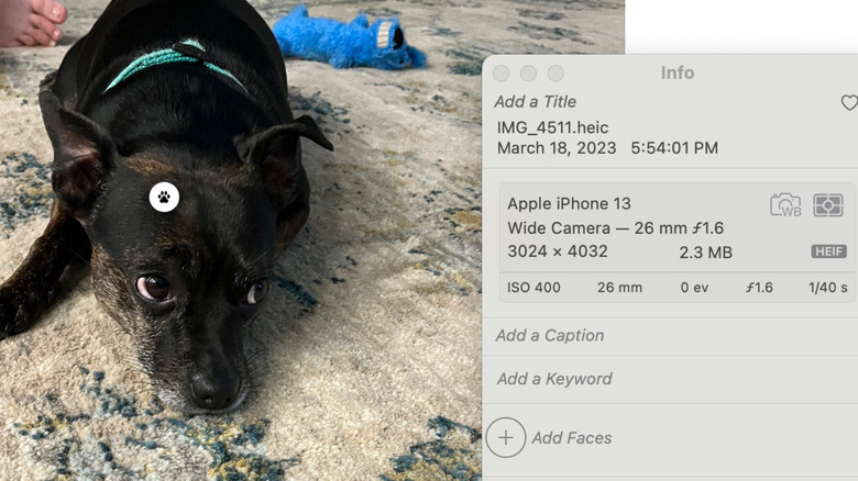 Apple Photos metadata pop-up
