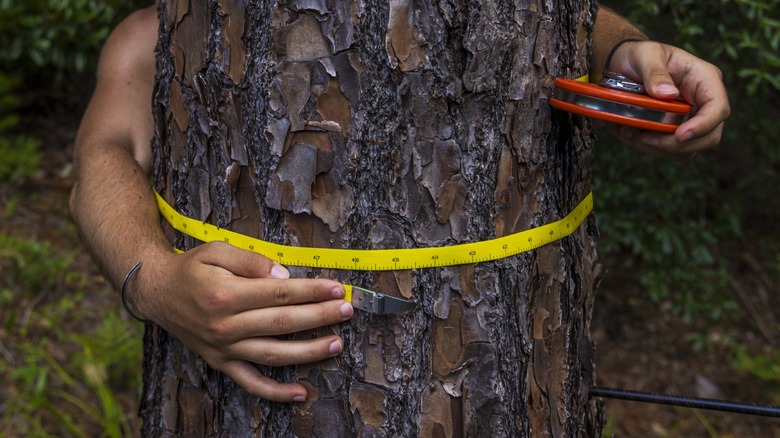 measuring circumference with tape measure