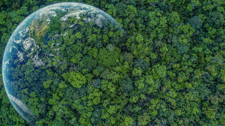 Earth and forest visualized together