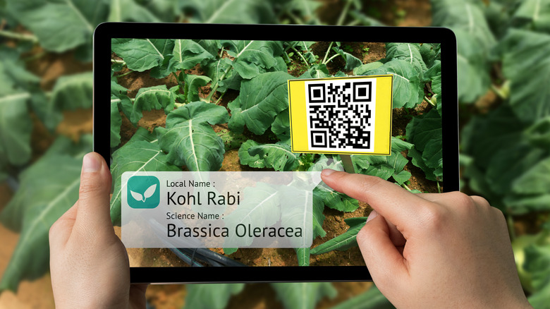 AR app identifying plants