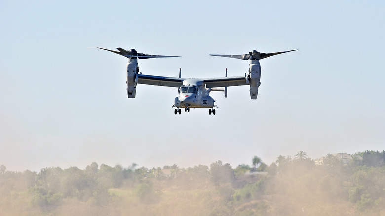 Osprey in flight