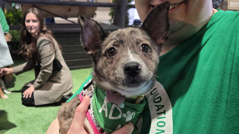 A man holds a puppy