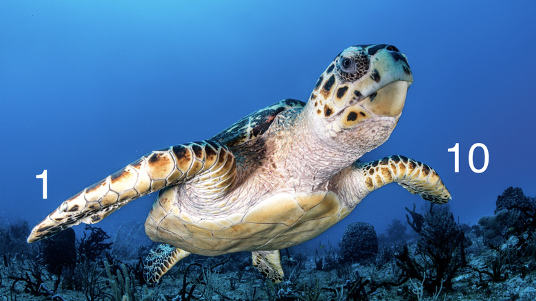 turtle swimming in ocean