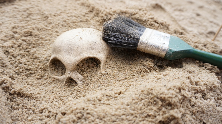 Skull archeologist brush