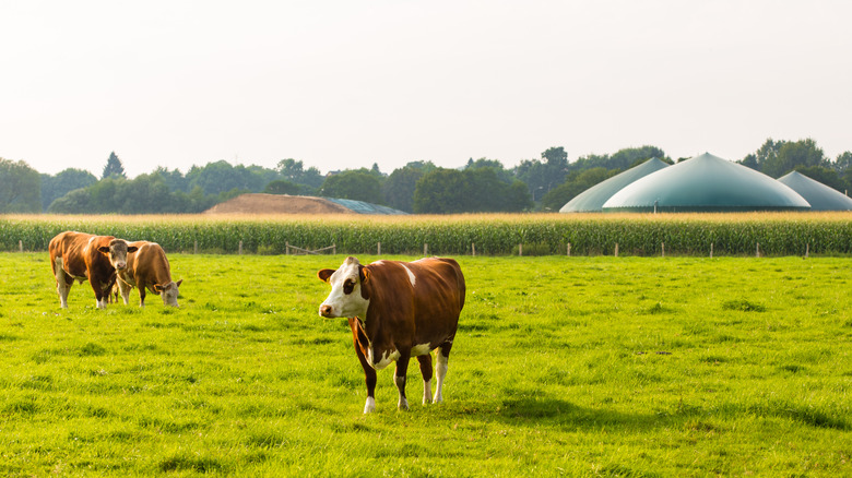 cows in front of a biogas facility