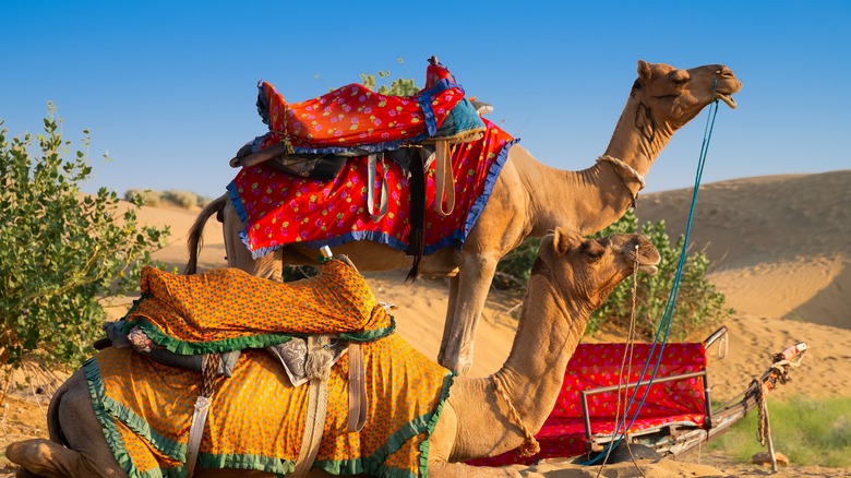 Camels in desert