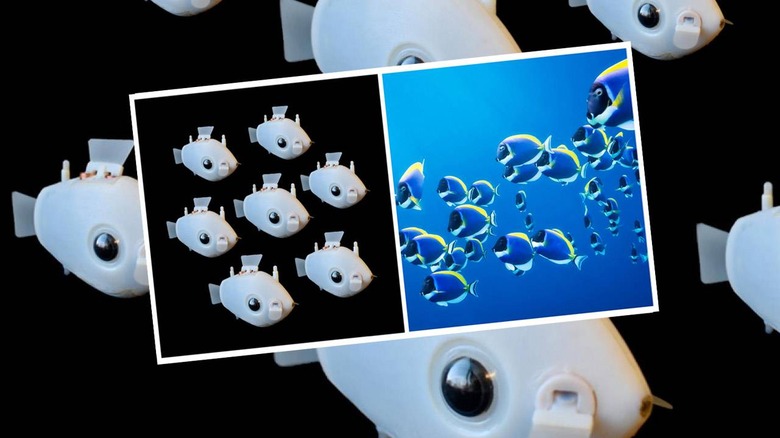 Adorable Fish Bots Get Schooled in How to Swarm