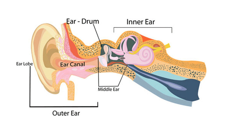 inner and outer ear diagram