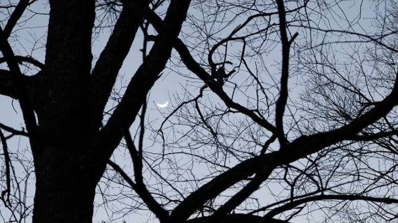 Tree silhouette with moon in distance