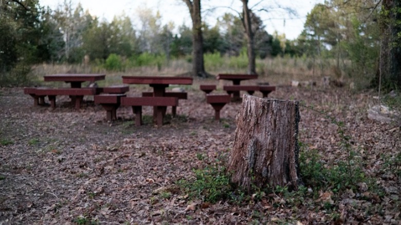 Picnic benches near stump