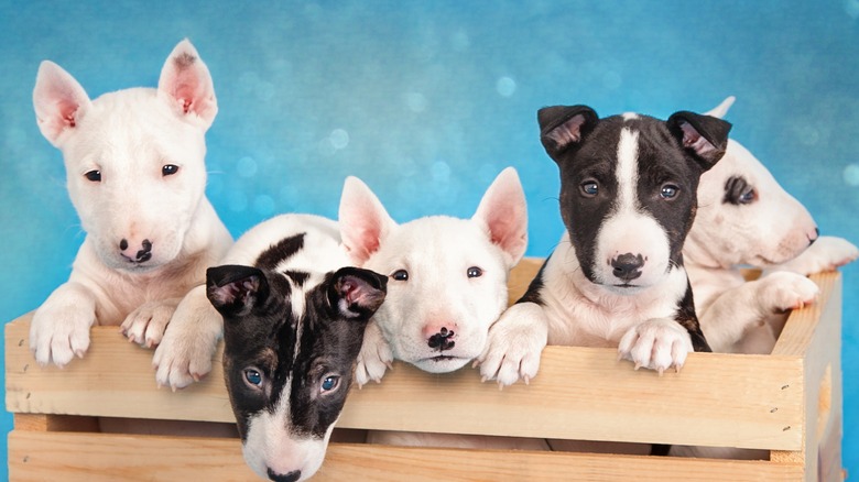 Puppies in basket 