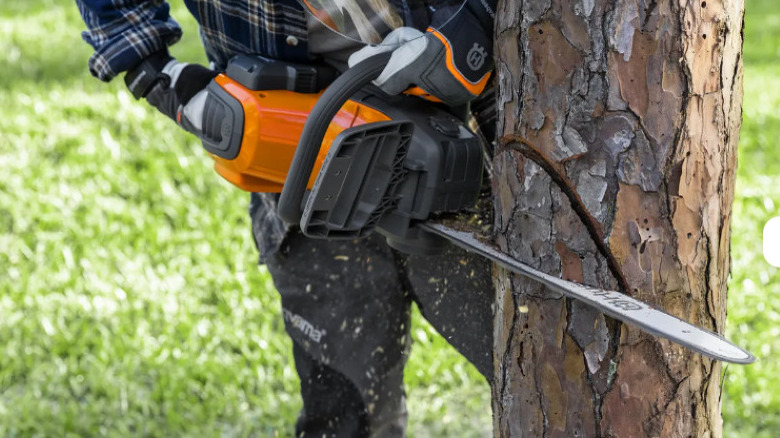 Cutting tree with Husqvarna chainsaw