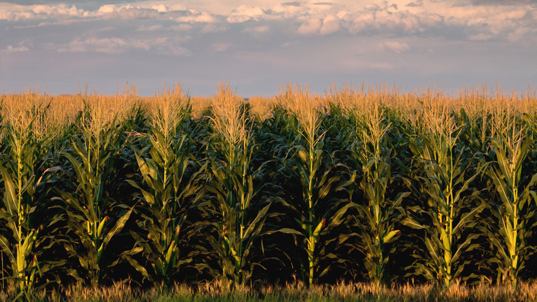 Corn field