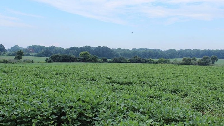 Michigan soybean field