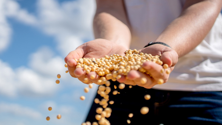 Man holding soy beans