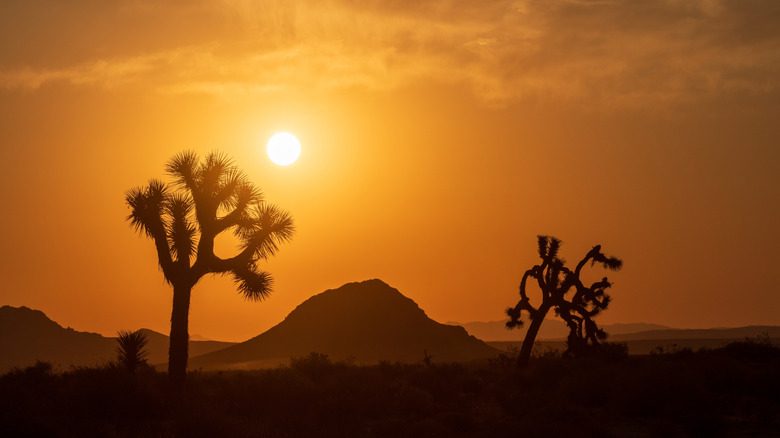 Sun setting in Joshua Tree