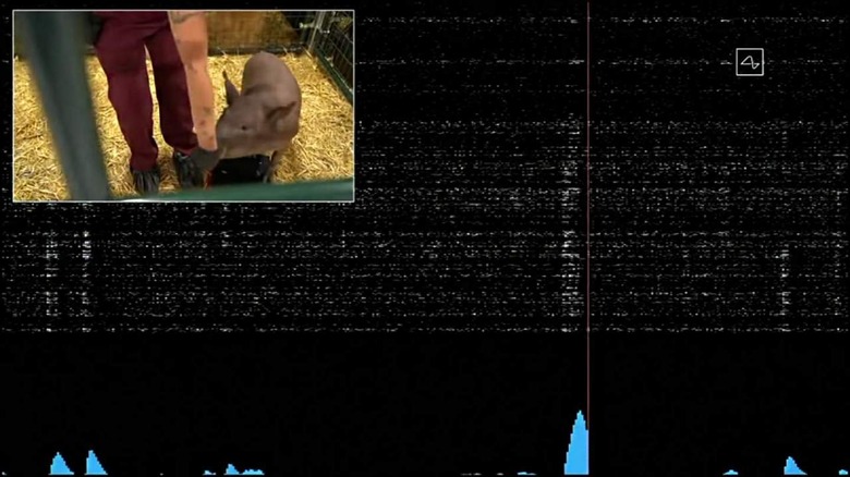 Pig in neuralink trial with brainwaves 