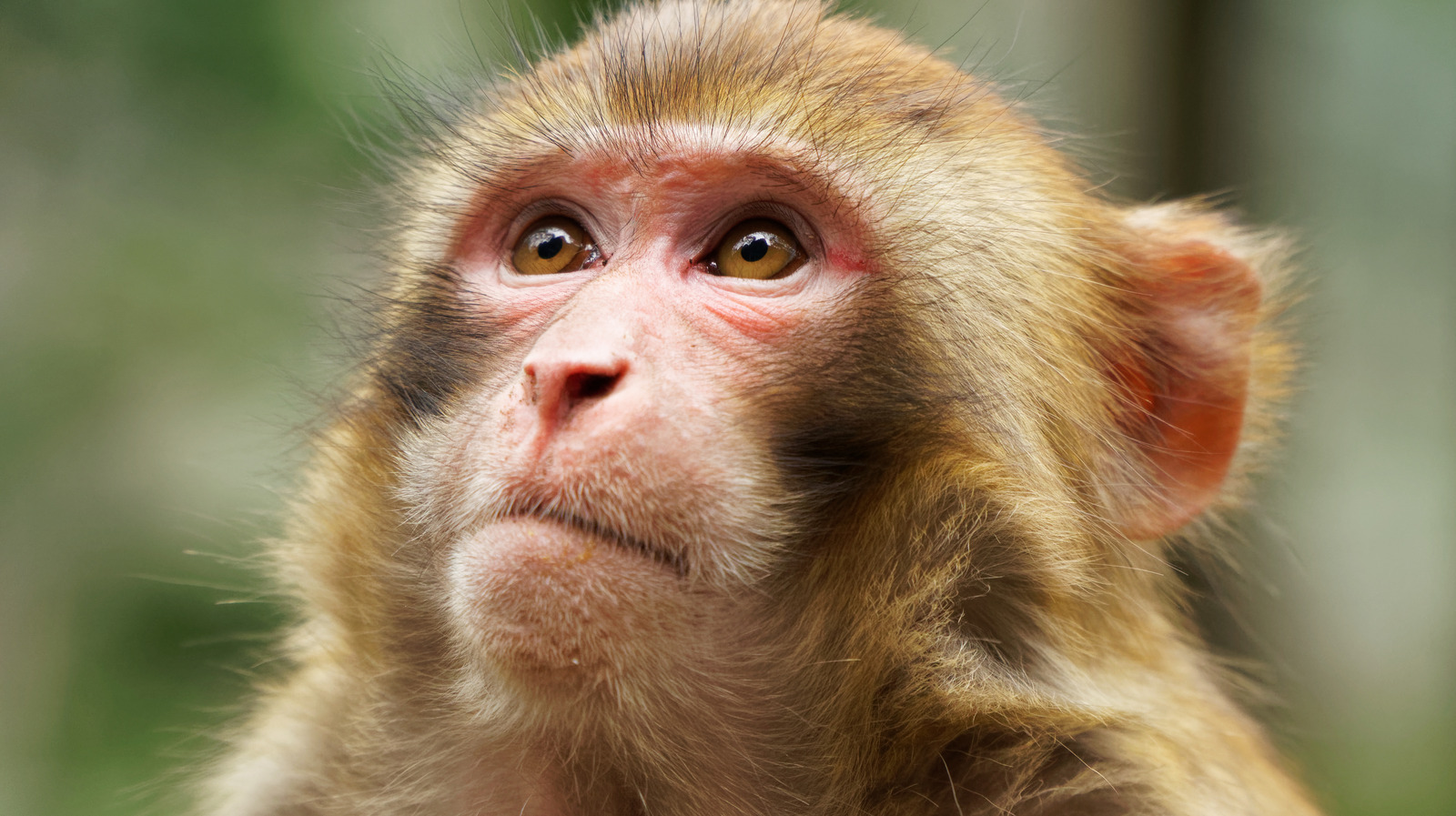 Neuralink Faces Another Probe, This Time Over Transporting Monkey Brain ...