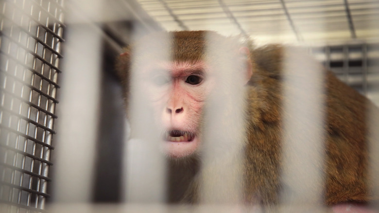 Lab monkey in cage