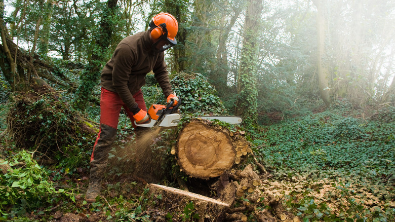 arborist cutting log with chainsaw