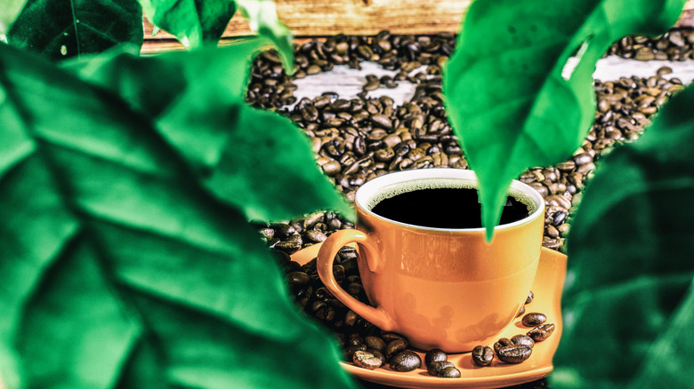 cup of coffee behind green leaves