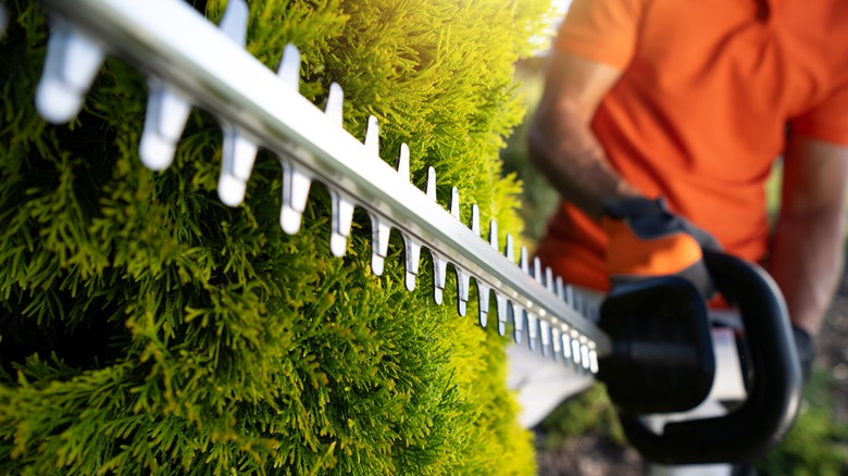 person in orange shirt using hedge trimmer