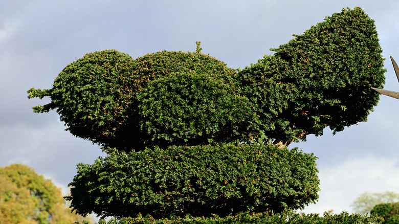 hedge trimmed to look like a bird