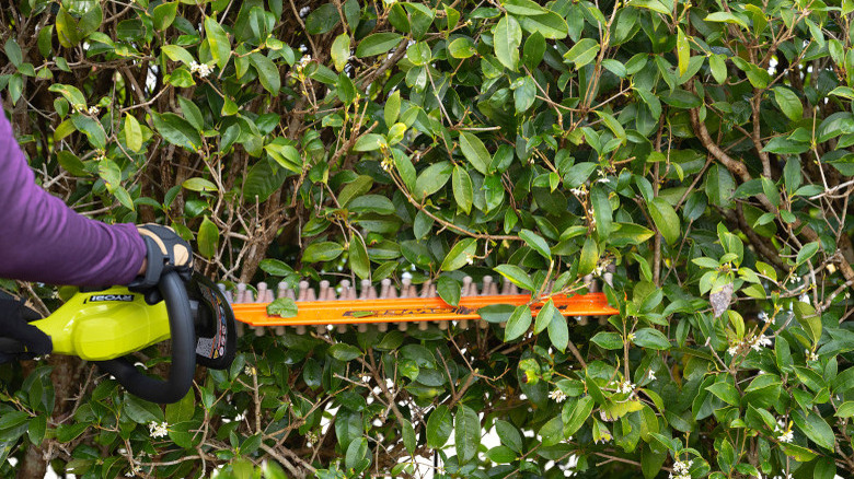 person using hedge trimmer on bushes