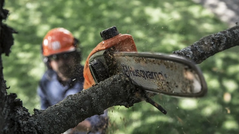 Closeup of Husqvarna pole saw cutting a branch