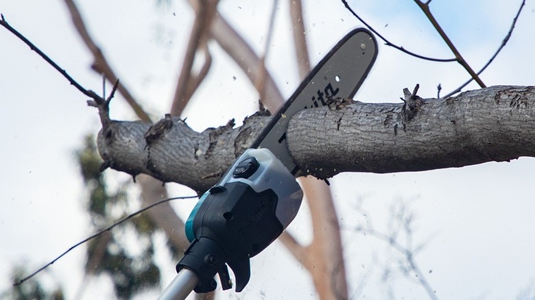 Closeup of Makita pole saw cutting a branch