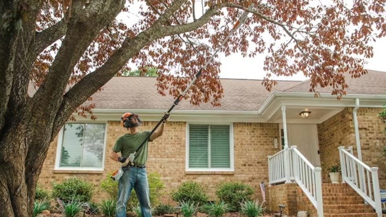 Person using a STIHL pole saw