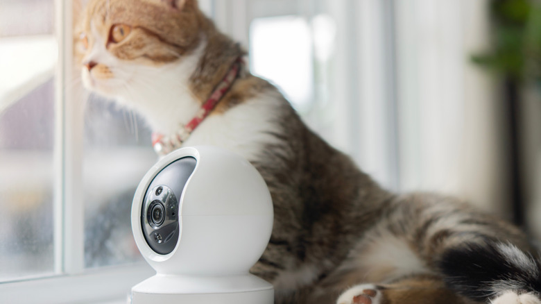 A cat looking outside a window next to a smart security camera.