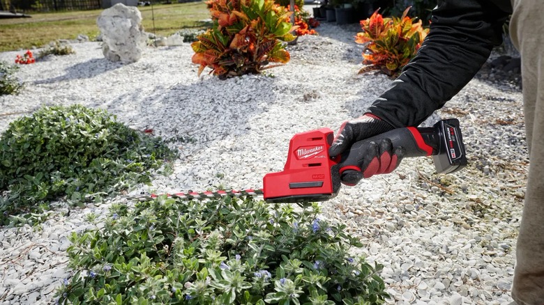 using hedge trimmer on bushes