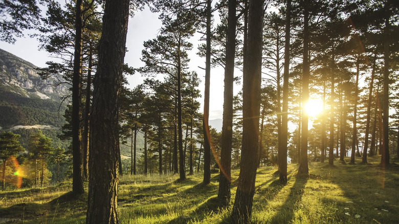 Sun setting through evergreen trees with grass below