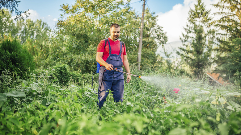 Man using herbicide backpack sprayer 