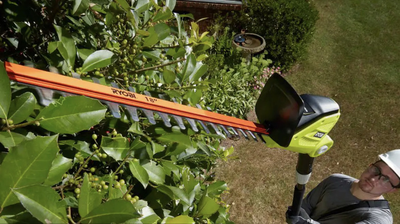 Person trimmer hedges with pole trimmer