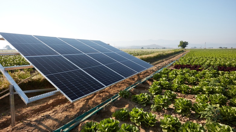 Solar panels mounted on a frame in an agricultural field 