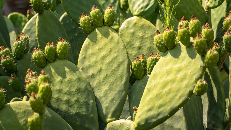 Nopal cacti