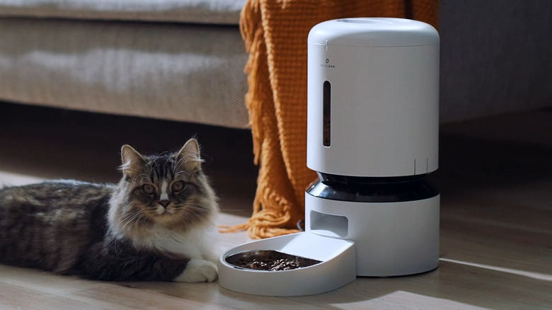 A cat next to an automatic pit feeder in living room