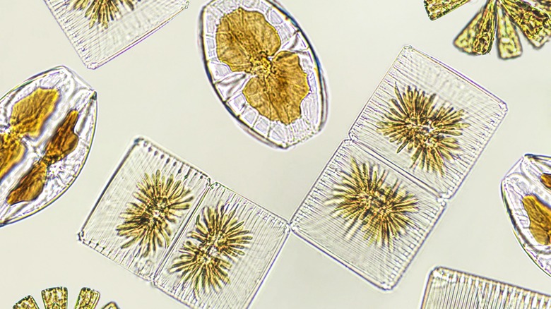 Microscopic diatoms, algae, and plankton