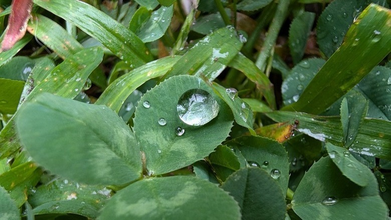 Drip of water on a leaf