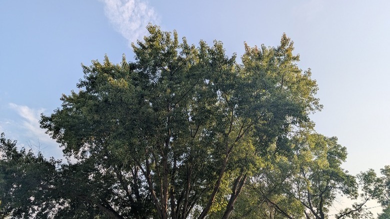 Tree with bright blue sky