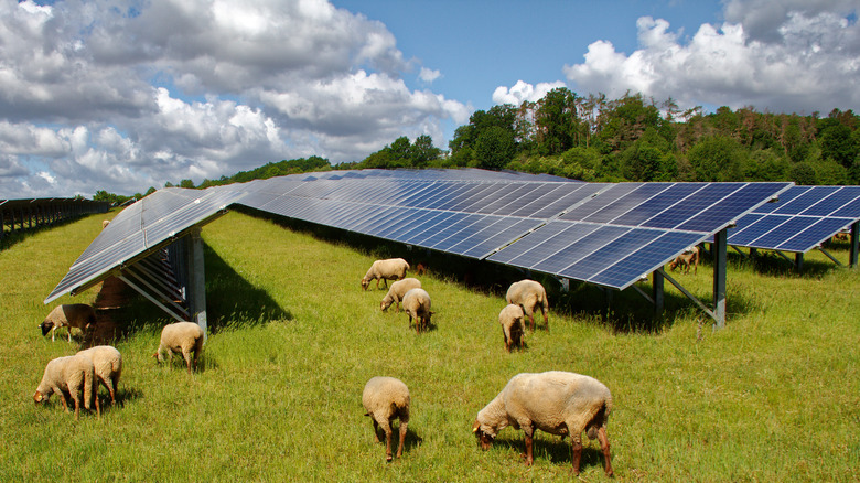 Lambs graze near ground solar panels