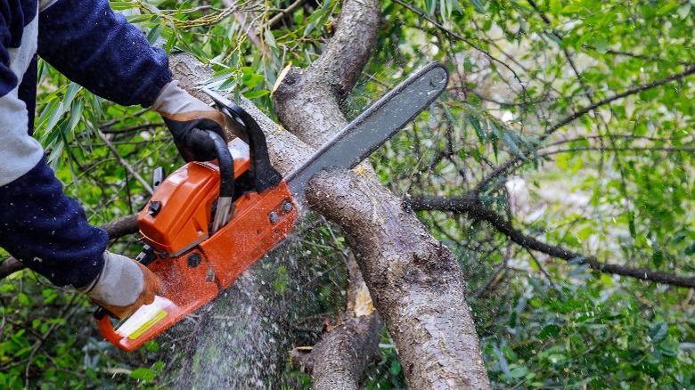 person cutting a tree 