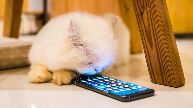 samsung smartphone android touchscreen cat