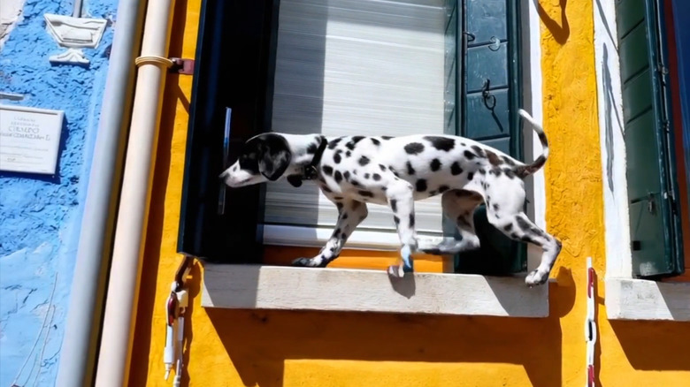 AI-generated Dalmatian on windowsill 